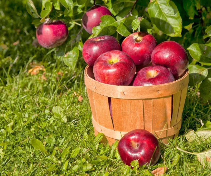 cueillette des pommes comment les conserver après récolte pour les faire durer