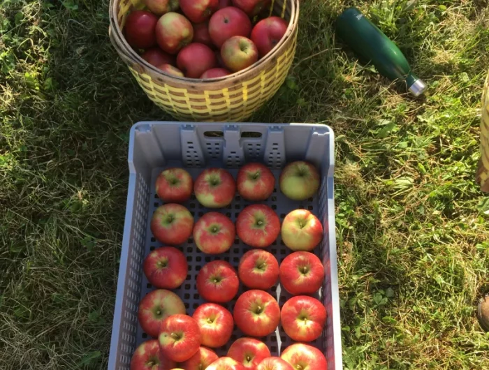 cueillette des pommes dans un panier ou caisse pour l hiver