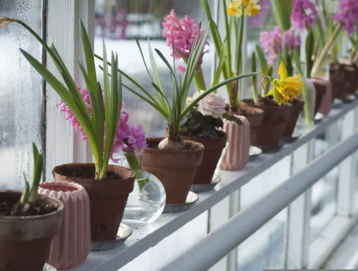 culture jacinthe en pot balcon contenant terre cuite vase