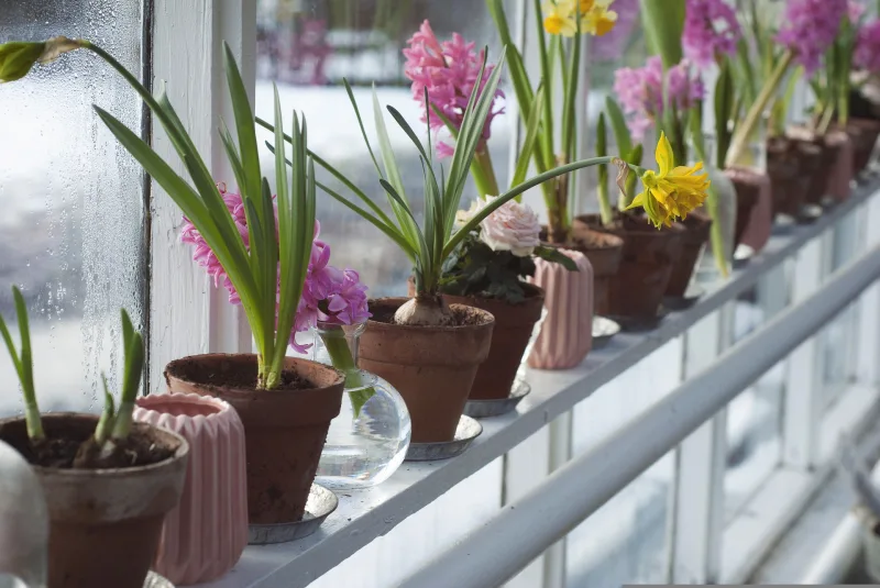culture jacinthe en pot balcon contenant terre cuite vase