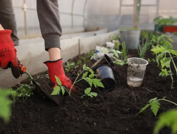 culture plantation plants tomates pots en plastique terre
