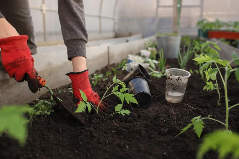 culture plantation plants tomates pots en plastique terre
