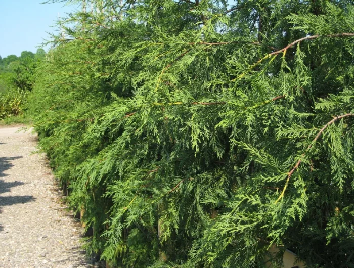 cypres de leyland arbuste feuillage persistant croissance rapide pour cahe vue jardin
