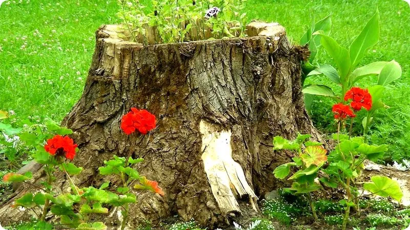Détruire rapidement une souche d'arbre sans produit chimique et gratuit :  astuces des bricoleurs expérimentés