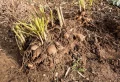 Peut-on laisser les bulbes de dahlias en terre durant hiver ? Les bonnes pratiques
