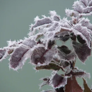 Plantes résistant au gel : comment améliorer leur résistance cet hiver ? 5 astuces à connaître absolument