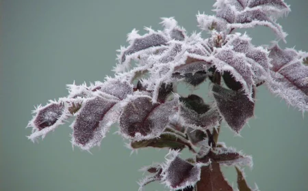 des feuilles d une plante reistatant au gel