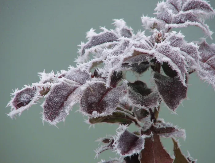 des feuilles d une plante reistatant au gel