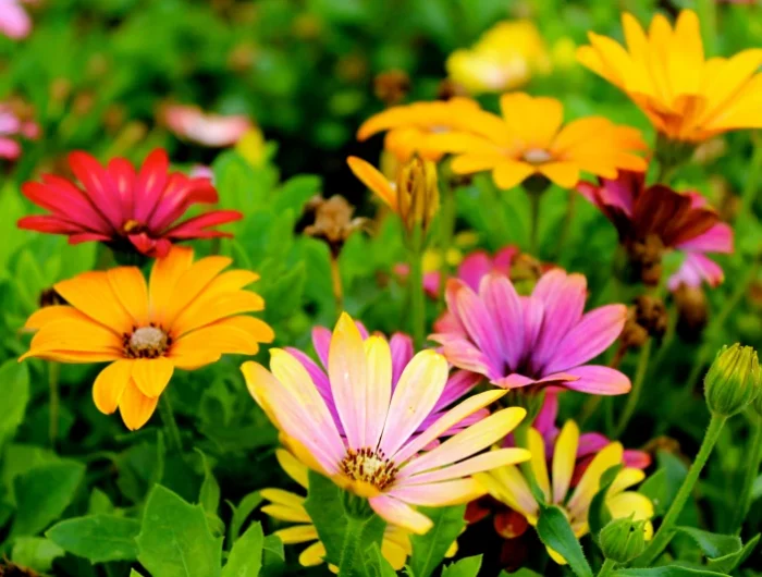 des fleurs rouges et oranges feuilles vertes