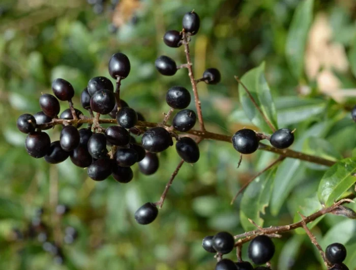 des fruits noirs de torène