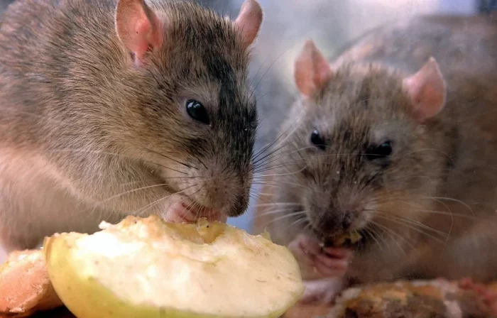 des rats qui mangent une pomme jardin