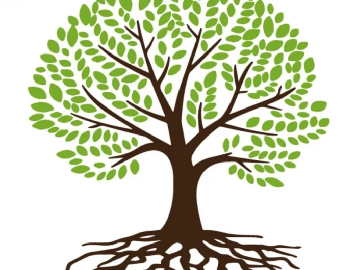 dessin arbre racines