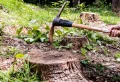 Détruire rapidement une souche d’arbre sans produit chimique et gratuitement : astuces des bricoleurs expérimentés