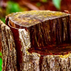 Détruire rapidement une souche d'arbre sans produit chimique et gratuitement : astuces des bricoleurs expérimentés