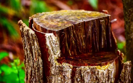 detruire rapidement une souche d arbre trone marron