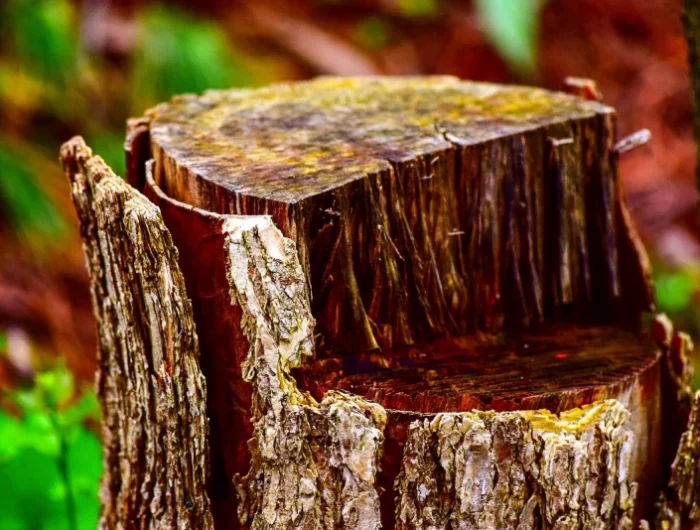 detruire rapidement une souche d arbre trone marron