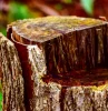 detruire rapidement une souche d arbre trone marron