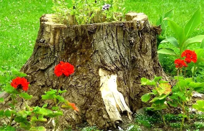 détruire rapidement une souche d'arbre sans produit chimique souche entouree de fleurs