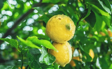 engrais bio recette citronnier fruits de citrons
