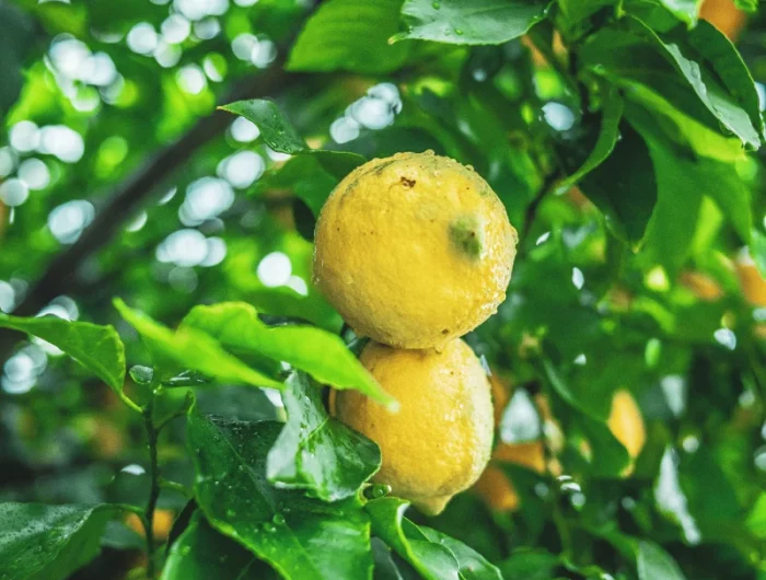 engrais bio recette citronnier fruits de citrons