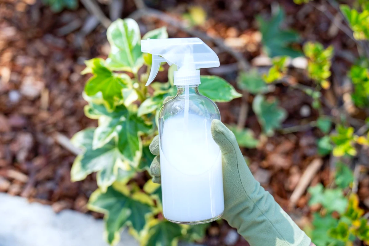engrais naturel pour geranium avec lait en spray feuilles vertes