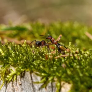 6 idées comment détruire un nid de fourmis facilement