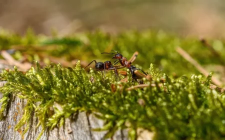 espece fourmis invasion jardin traitement insecticide produit maison