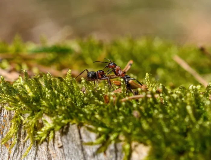 espece fourmis invasion jardin traitement insecticide produit maison