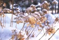Comment bien hiverner les hortensias ? Voici le guide pratique