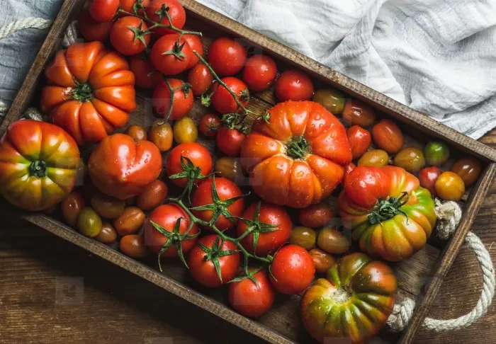 est ce que les tomates continuent a murir apres la recolte