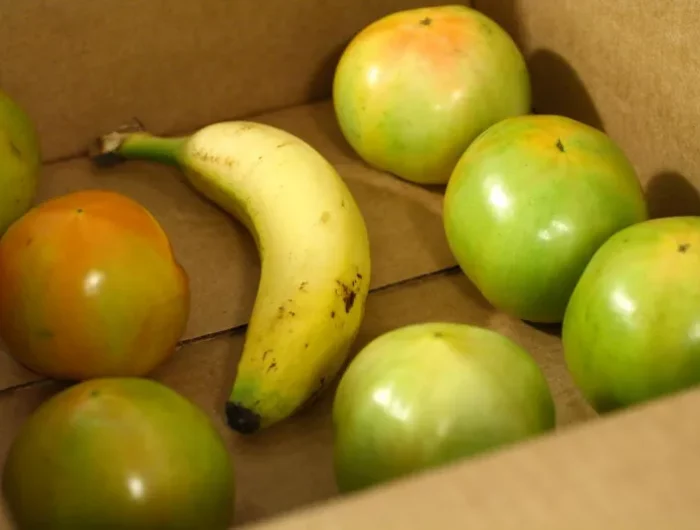 faire murir les tomates dans une boite avec une banane