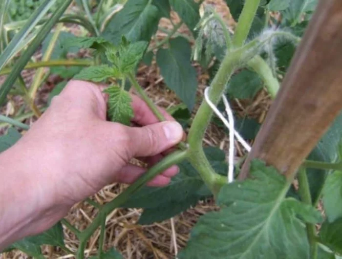faire rougir les tomates en septembre enlevement des tiges auxiliaires