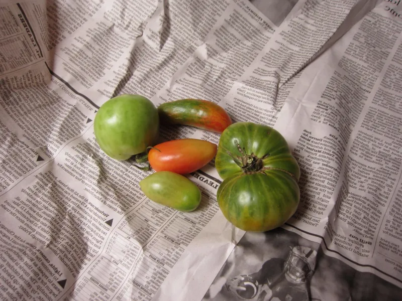 faire rougir les tomates une fois cuillies vertes dans du papier journal