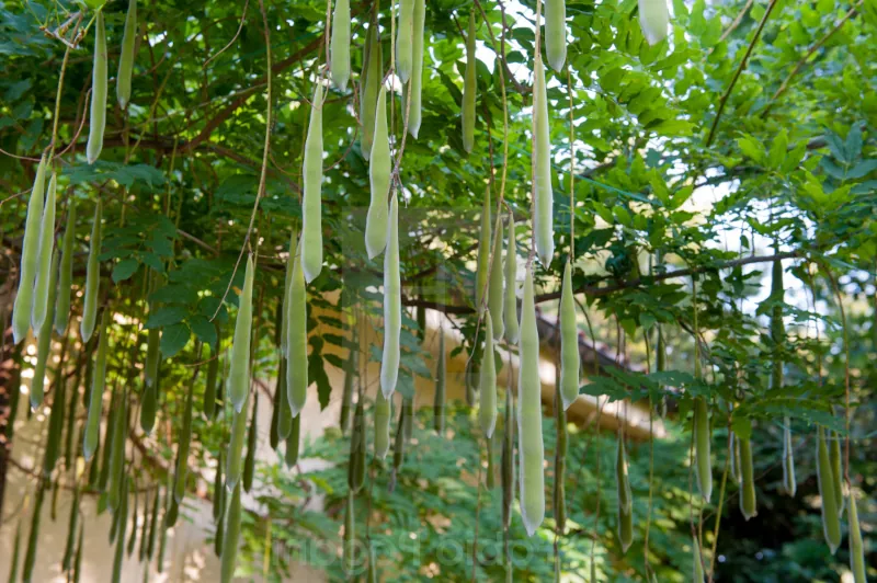 Should the pods of a wisteria be cut after flowering?
