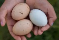 Pourquoi ne pas laver les œufs ou comment le faire sans danger au cas échéant ?