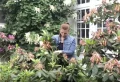 Comment sauver un rhododendron sec ? Astuces testées et approuvées