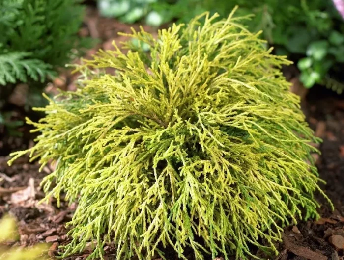 faux cypres japonais petit arbuste au feuillages persistant botanic