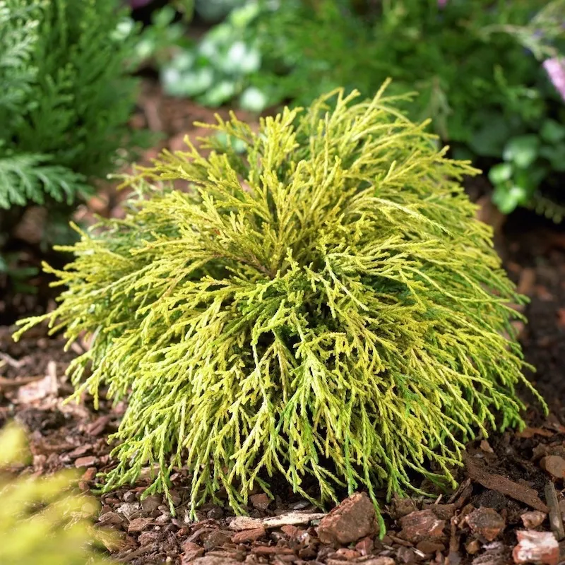 faux cypres japonais petit arbuste au feuillages persistant botanic