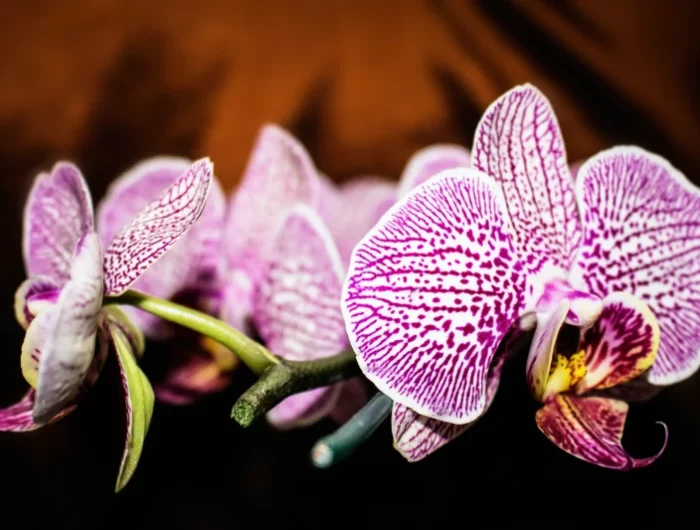 fcomment faire briller les feuilles d orchidee fleurs orchidee rose