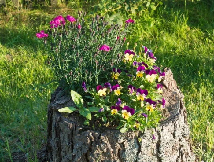 felurs violettes dans une souche d'arbre jardin