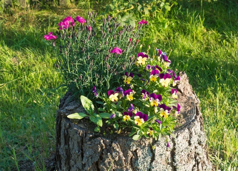 felurs violettes dans une souche d'arbre jardin