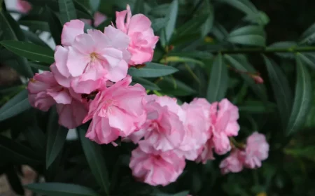 feuillage laurier rose culture en pot ou jardin terre