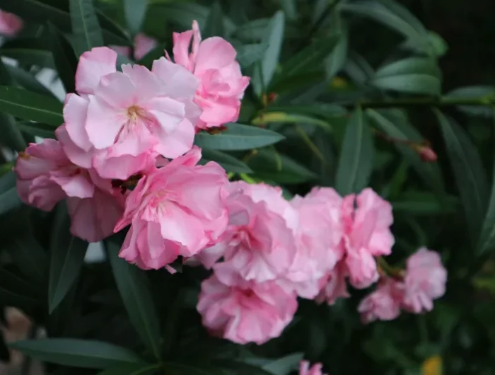 feuillage laurier rose culture en pot ou jardin terre
