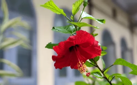 feuillage vert brillant plante floraison rouge petales hibiscus