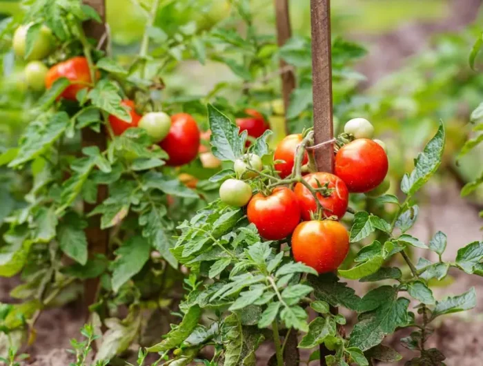 feuille tomate coeur de boeuf variete de tomates determinees
