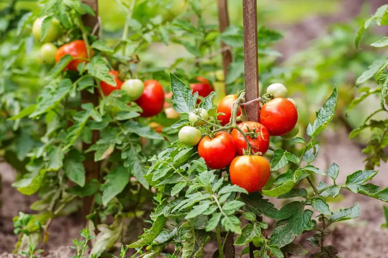 feuille tomate coeur de boeuf variete de tomates determinees