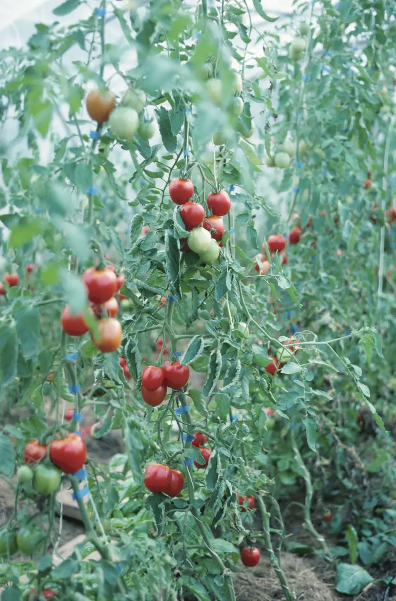 feuille tomate coeur de boeuf variete de tomates indeterminees