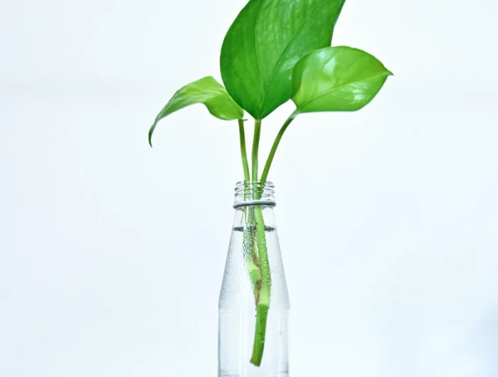 feuilles pothos plantes propagation boutures bouteille transparente eau