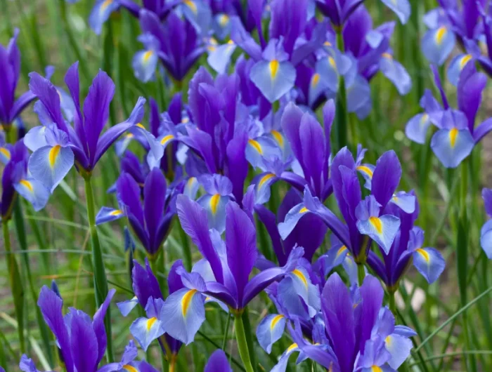 fleur a planter en ce moment quand planter les iris fleurs de printemps