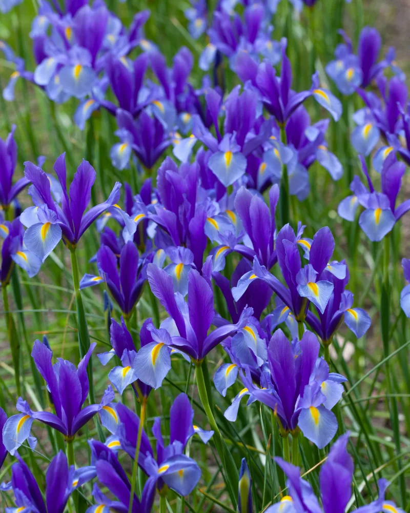 fleur a planter en ce moment quand planter les iris fleurs de printemps